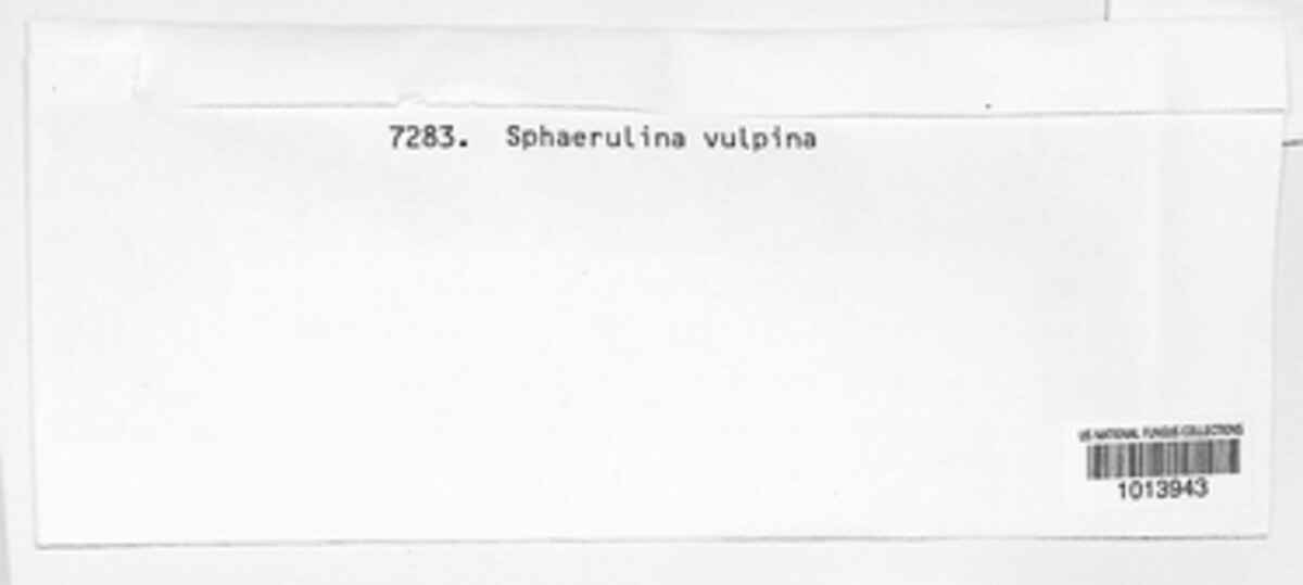 Sphaerulina vulpina image